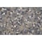Msi Sliced Rainforest Pebble SAMPLE Tumbled Marble Mosaic Floor And Wall Tile ZOR-MD-0400-SAM - alternate 5